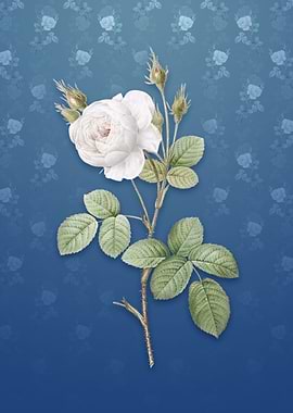 Vintage White Misty Rose