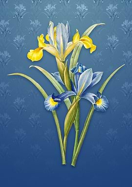 Vintage Spanish Iris