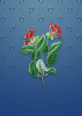 North West Honeysuckle