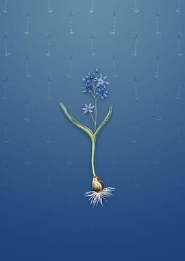 Vintage Alpine Squill