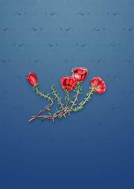 Gillies Purslane Flower