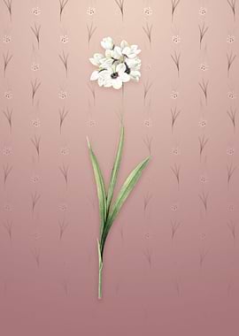 Vintage Ixia Maculata