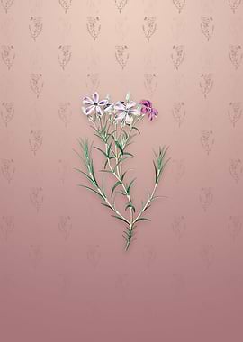 Vintage Shewy Phlox Flower