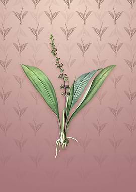 Vintage Peliosanthes Teta