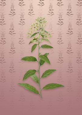 Vintage Green Cestrum