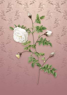 Silver Flower Hispid Rose