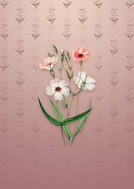 Dark Eyed Viscaria Flower