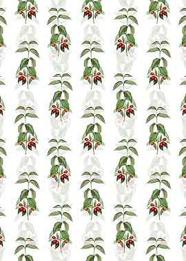 Cornelian Cherry Pattern