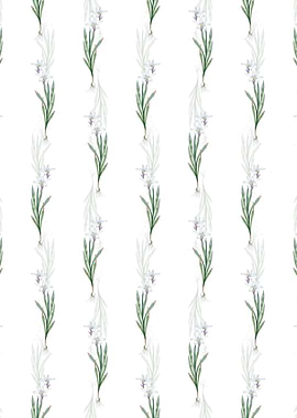 White Ixia Liliago Pattern