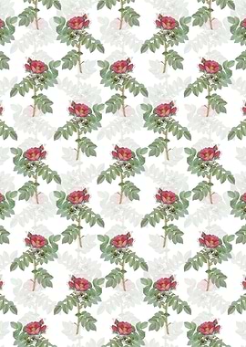 Kamtschatka Rose Pattern