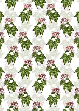 Purple Flowered Raspberry