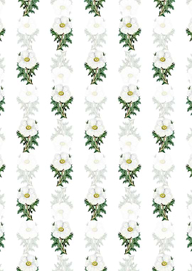 White Mexican Poppy Branch