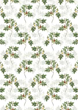 White Mountain Rose Bloom