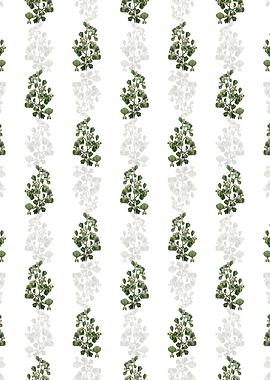 Spathula Leaved Thorn