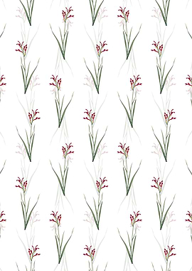 Gladiolus Cunonius Pattern