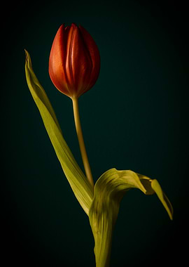 Orange tulip dancer