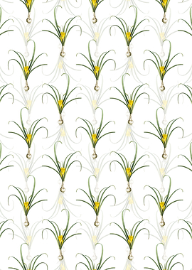 White Yellow Autumn Crocus