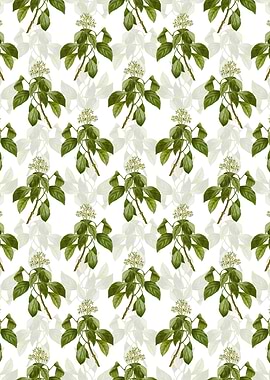 Climbing Hydrangea Pattern