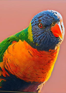 Rainbow Lorikeet