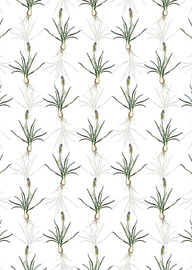 White Muscari Ambrosiacum