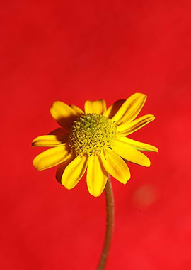 Blossoming flower close up