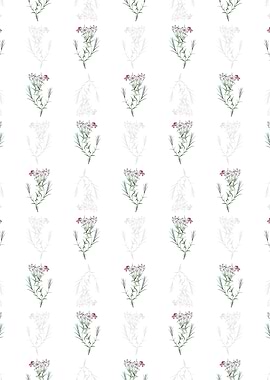 Shewy Phlox Flower Branch