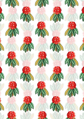 Rhododendron Rollissonii