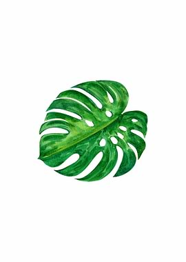 monstera