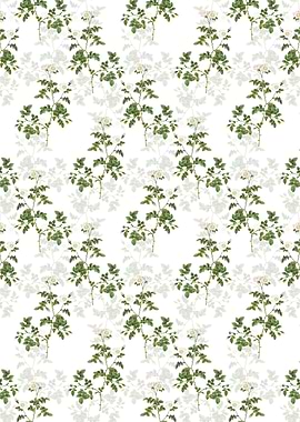 White Sweetbriar Rose