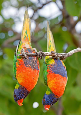 Rainbow Lorikeets
