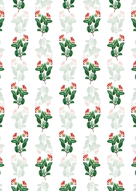 North West Honeysuckle