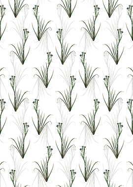 Floral Bermudiana Pattern
