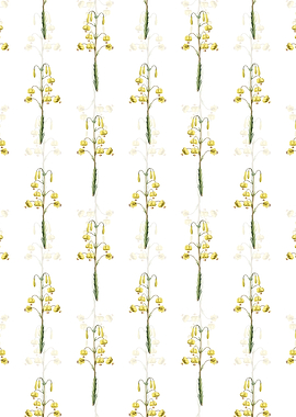 Lilium Pyrenaicum Pattern