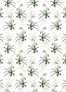 Amaryllis Broussonetii