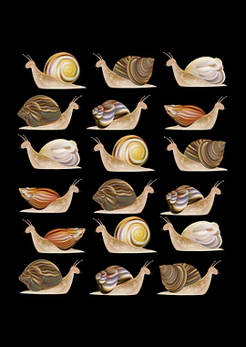 Snail Collection