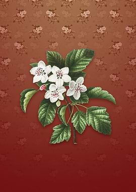 Vintage Sweet Crabapple