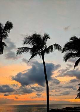 Sunset under palm trees