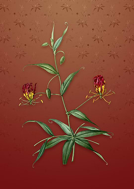 Flame Lily on Falu Red