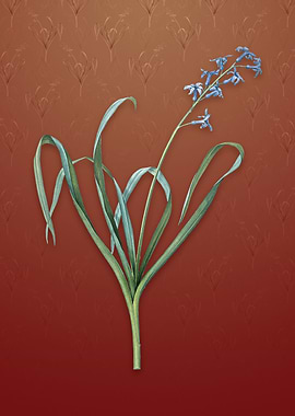 Vintage Dutch Hyacinth