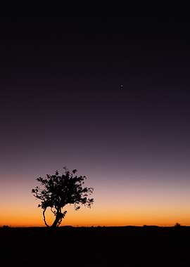 Twilight Tree Silhouette