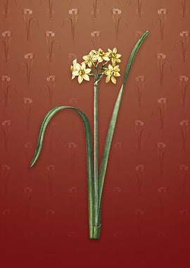 Cowslip Cupped Daffodil