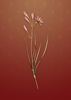 Vintage Amaryllis Montana