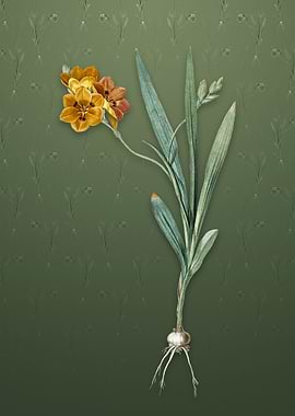 Vintage Ixia Miniata