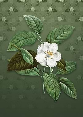 Vintage Stewartia Tree