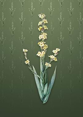 Pale Yellow Eyed Grass