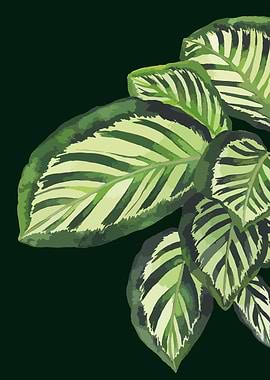 Calathea Makoyana
