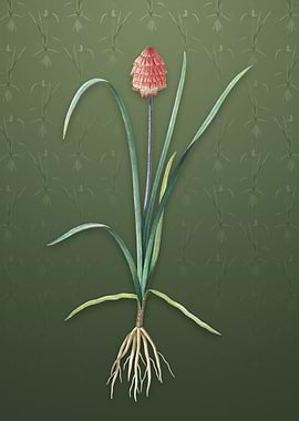 Veltheimia Abyssinica