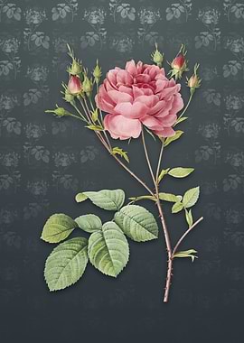 Pink Cumberland Rose