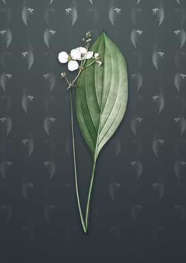 Bulltongue Arrowhead