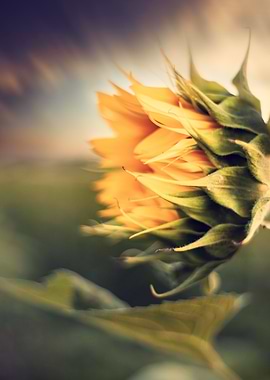 Sunflower field, macro